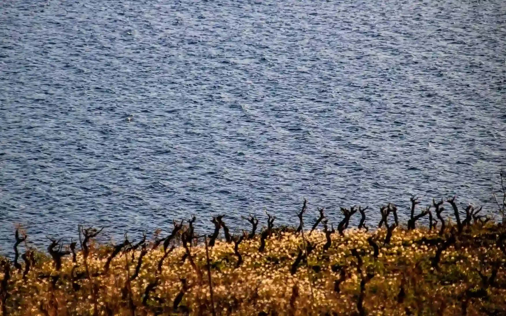 Vinogradi Mrgudić Bura